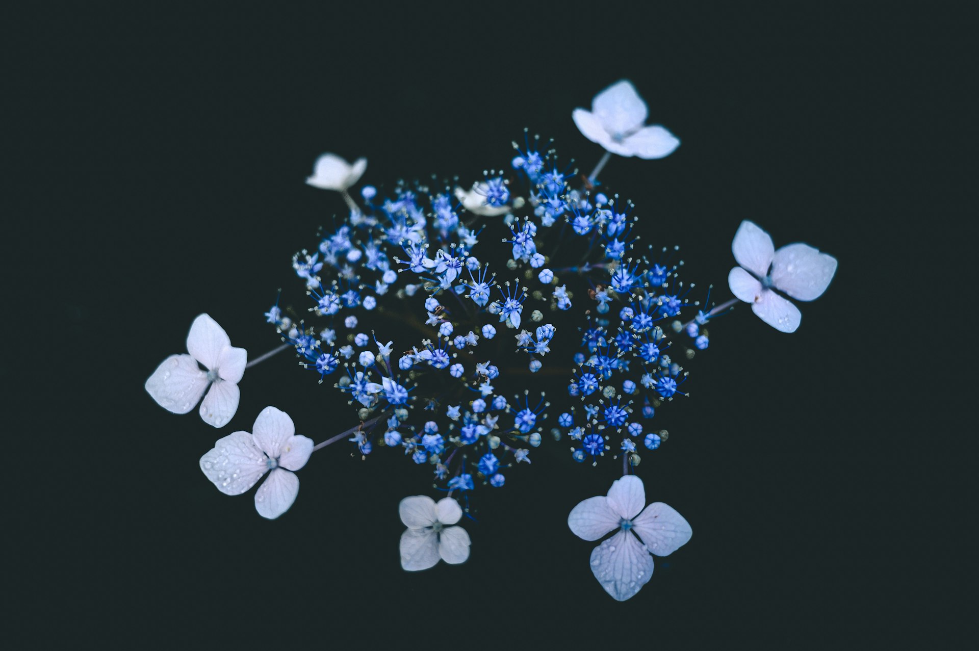 white and black flower petals